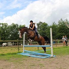 Westfaler Coloured Girl