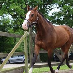 Westfaler Coloured Girl
