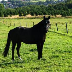 Anden særlig race Josephine