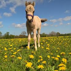 Amerikansk Miniature Kom-Magic Dreams
