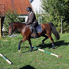 Arabisk fuldblod (OX) Kozak