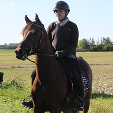 Arabisk fuldblod (OX) Kozak