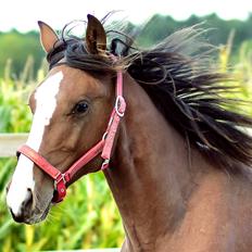 Traver Confetti Chase