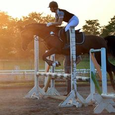 Arabisk fuldblod (OX) Anaya el karmdal oc ox