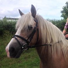 Haflinger Sonja