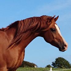 Arabisk fuldblod (OX) Charmoulix ox