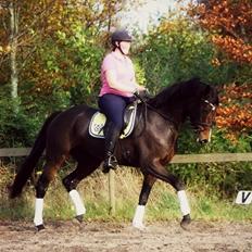 Dansk Varmblod SANDBÆK'S OPHELIA
