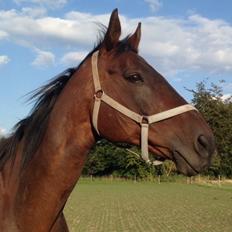 Anglo Araber (AA) Ghazal 