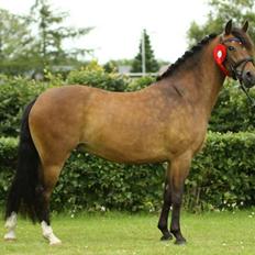 New Forest Skolegaardens Optima *Optimus*