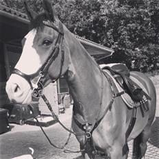 Dansk Varmblod Staugaard's fashion