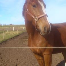 Dansk Varmblod Ferrari