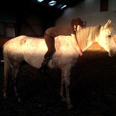 Arabisk fuldblod (OX) Jerome milano  *tidl. Part*