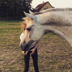 Arabisk fuldblod (OX) Jerome milano  *tidl. Part*