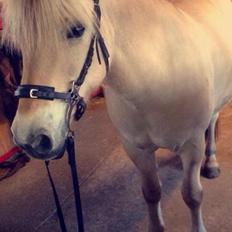 Fjordhest Ryttergårdens kjeldbjørn (Kjeldsen)