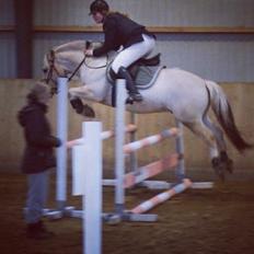 Fjordhest Ryttergårdens kjeldbjørn (Kjeldsen)