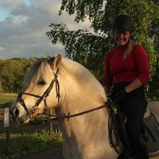 Fjordhest Ryttergårdens kjeldbjørn (Kjeldsen)