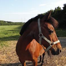 Anden særlig race Poppi