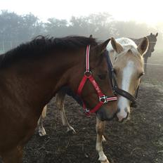 Anden særlig race Lela