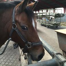 Anden særlig race Lela