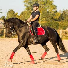 Oldenborg Flying Betty