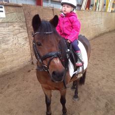 Anden særlig race Sjoko ( sjocho )