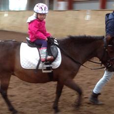 Anden særlig race Sjoko ( sjocho )