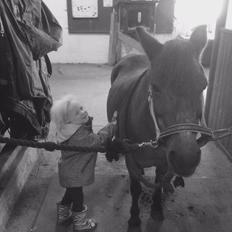 Anden særlig race Sjoko ( sjocho )