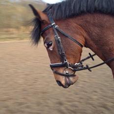 Hollandsk Sportspony Beauty