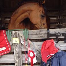 Hollandsk Sportspony Beauty