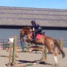 Anden særlig race Misty