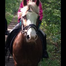 Welsh Pony (sec B) Leedy (malou)