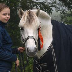 Fjordhest Lyngholms Arcon