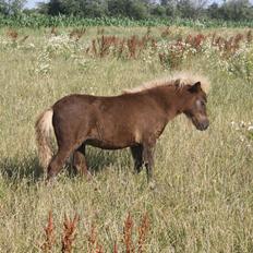 Shetlænder Baks Sansa