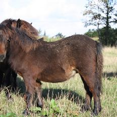 Shetlænder Baks Zayn