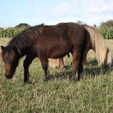 Shetlænder Baks Zayn