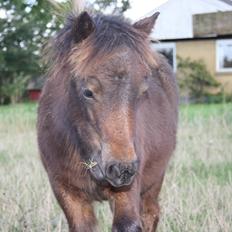 Shetlænder Baks Zayn