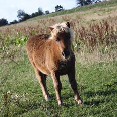 Shetlænder Baks Sansa