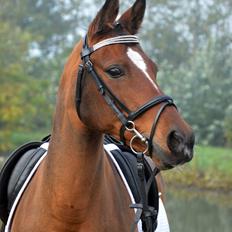 Anden særlig race Cassiopeia