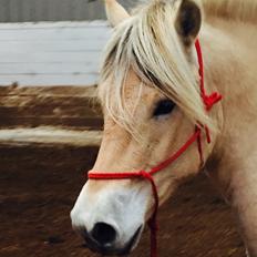 Fjordhest Østerskov's Safran