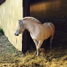 Fjordhest Østerskov's Safran