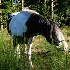 Irish Cob Sultan. **Himmelhest 2020**