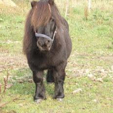 Anden særlig race Buster (Jarl) Sorte ganger