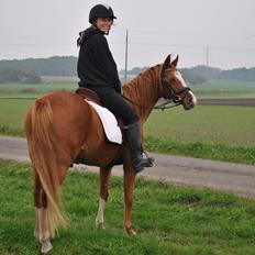 DSP Djuska A Egelykken