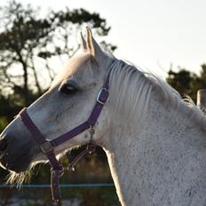 Anden særlig race Fidus