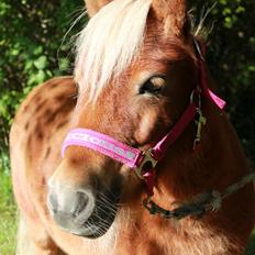 Shetlænder Donna