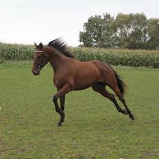 Traver Barbar Hornline (SE) (Deline)