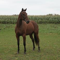 Traver Barbar Hornline (SE) (Deline)