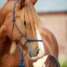 Welsh Cob (sec D) H-S Charles