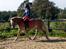 Haflinger Rascitta