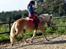 Haflinger Rascitta